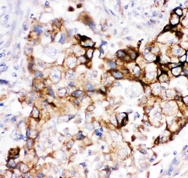 Heme oxygenase 2 Antibody in Immunohistochemistry (Paraffin) (IHC (P))