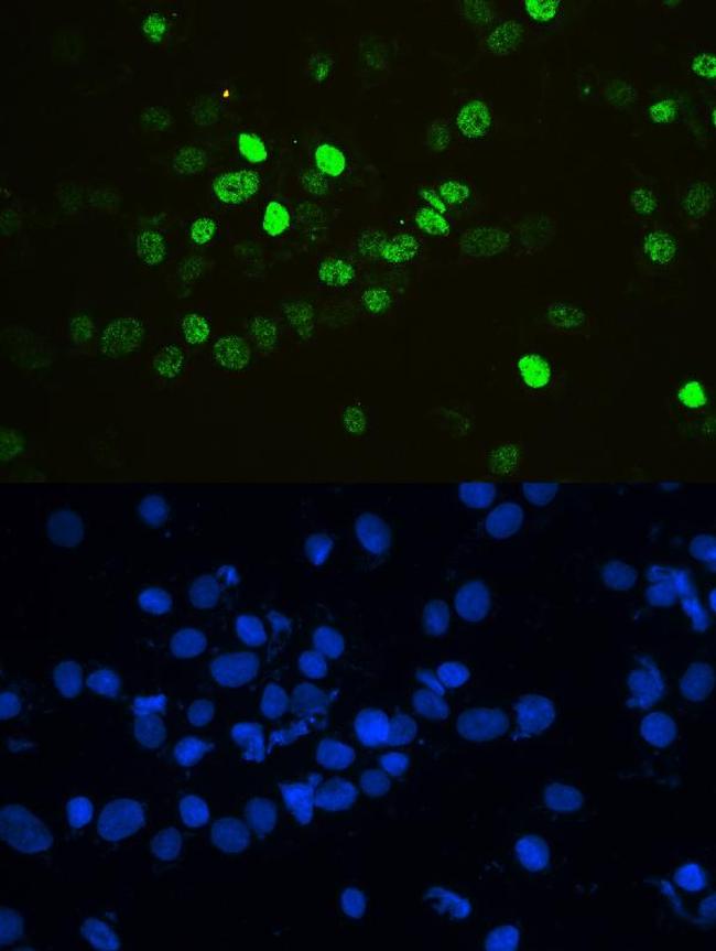 hnRNP F Antibody in Immunocytochemistry (ICC/IF)