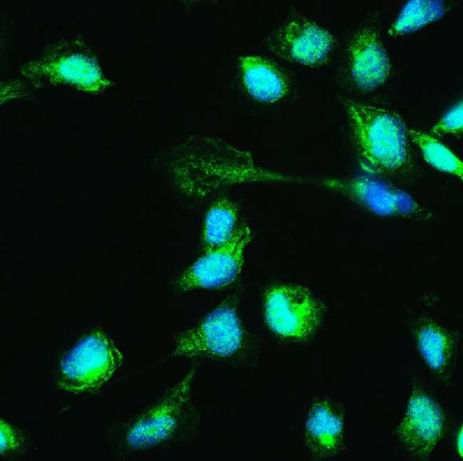 HSPA2 Antibody in Immunocytochemistry (ICC/IF)