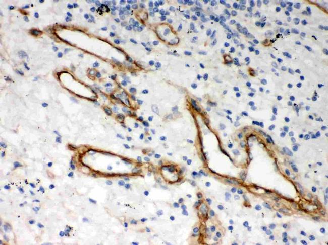 Perlecan Antibody in Immunohistochemistry (Paraffin) (IHC (P))