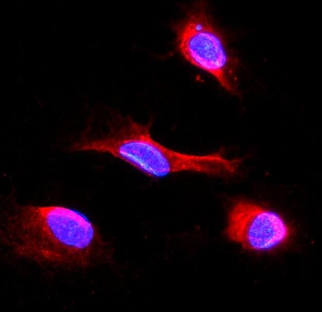 IDH2 Antibody in Immunocytochemistry (ICC/IF)