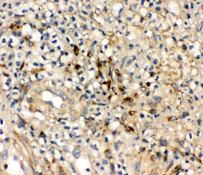 IL-10 Antibody in Immunohistochemistry (Paraffin) (IHC (P))