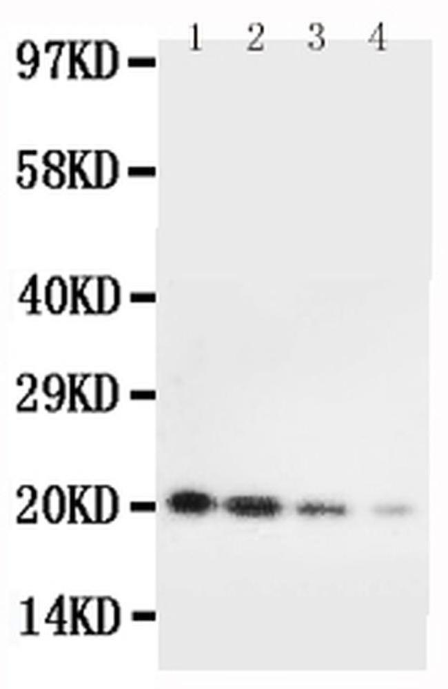 IL-10 Antibody in Western Blot (WB)