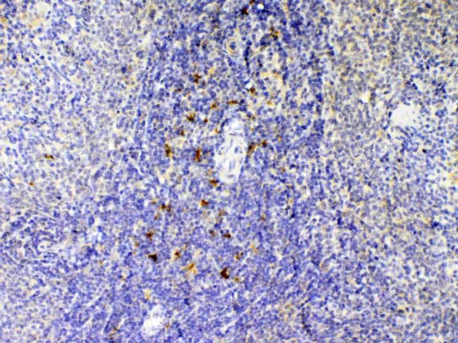 IL-12 p40 Antibody in Immunohistochemistry (Paraffin) (IHC (P))