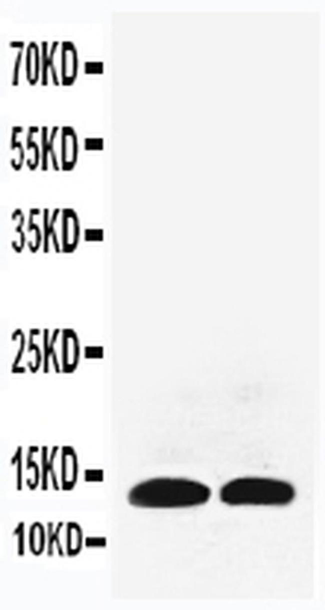 IL-13 Antibody in Western Blot (WB)