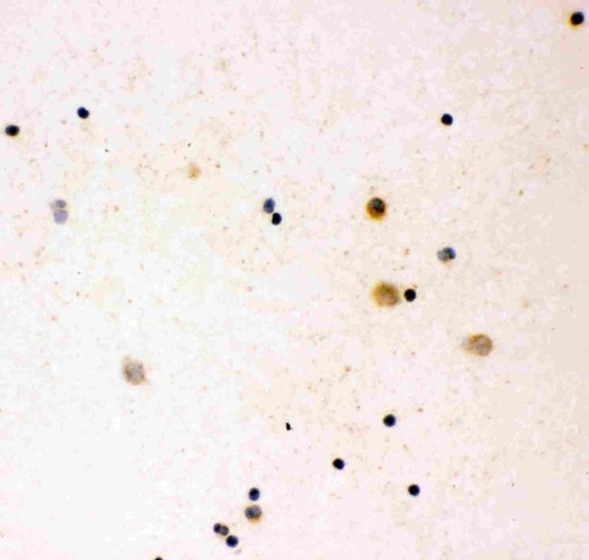 IL-16 Antibody in Immunocytochemistry (ICC/IF)