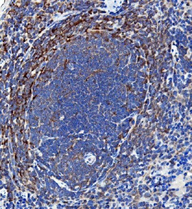 IL-18 Antibody in Immunohistochemistry (Paraffin) (IHC (P))