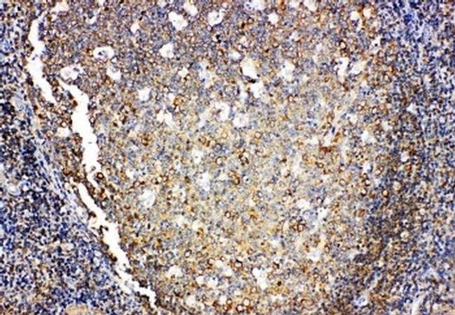 IL-4 Antibody in Immunohistochemistry (Paraffin) (IHC (P))