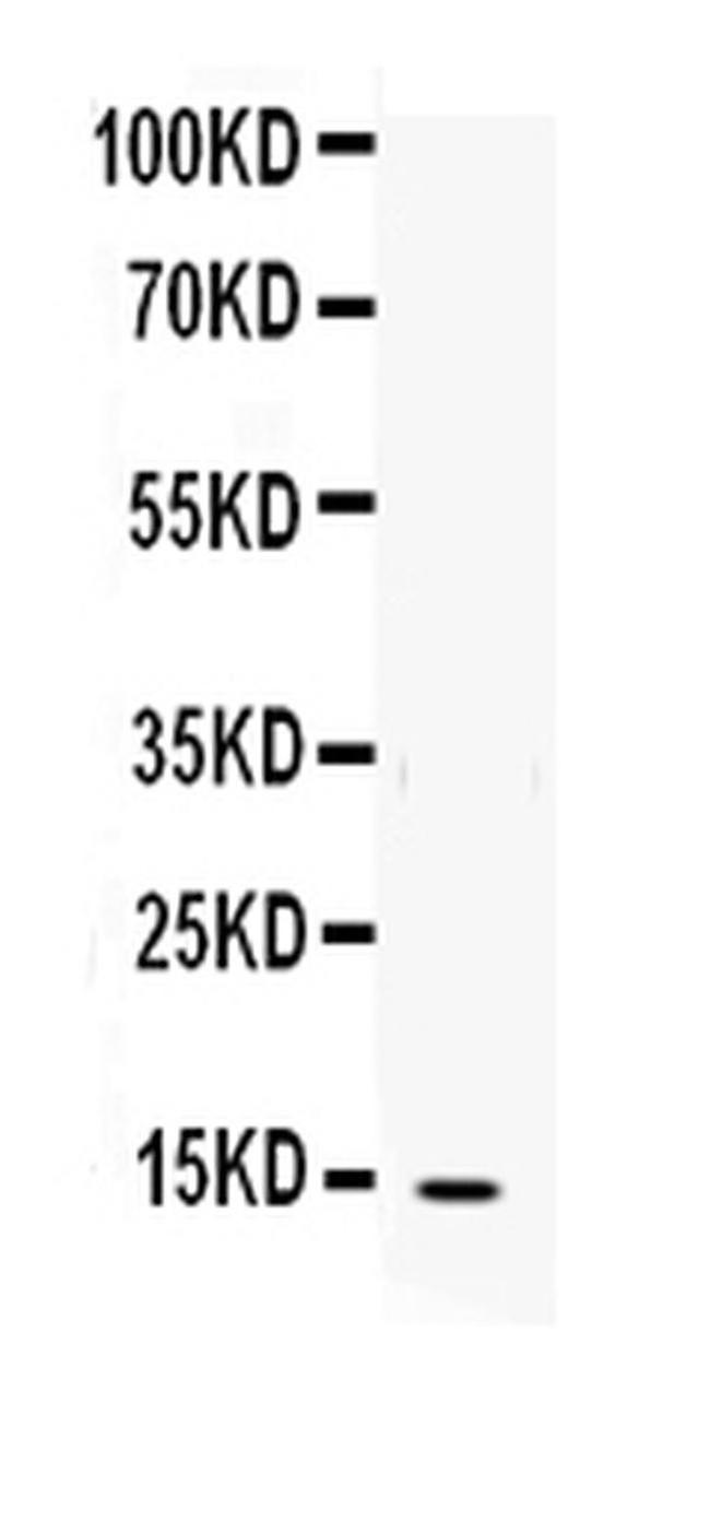 IL-4 Antibody in Western Blot (WB)