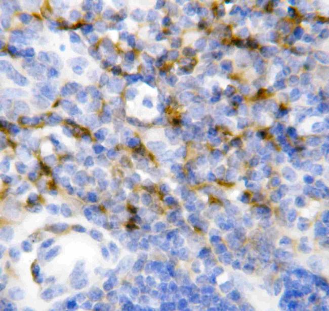 IL-7 Antibody in Immunohistochemistry (Paraffin) (IHC (P))