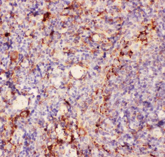 CD11b Antibody in Immunohistochemistry (Paraffin) (IHC (P))