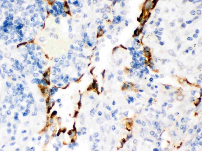 KV1.4 (KCNA4) Antibody in Immunohistochemistry (Paraffin) (IHC (P))