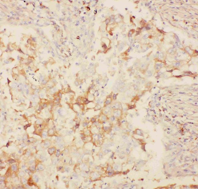 KV2.1 (KCNB1) Antibody in Immunohistochemistry (Paraffin) (IHC (P))