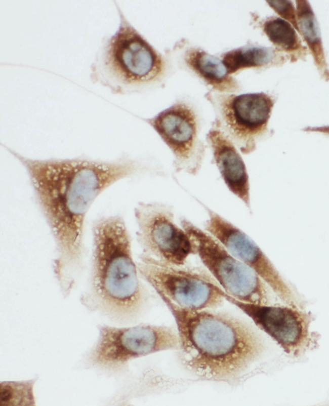 Kallikrein 6 Antibody in Immunocytochemistry (ICC/IF)