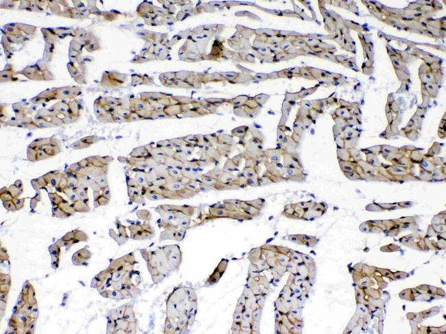 Laminin gamma-1,2,3 Antibody in Immunohistochemistry (Paraffin) (IHC (P))