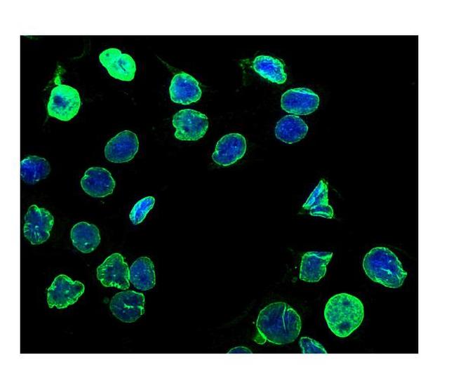 Lamin B1 Antibody in Immunocytochemistry (ICC/IF)