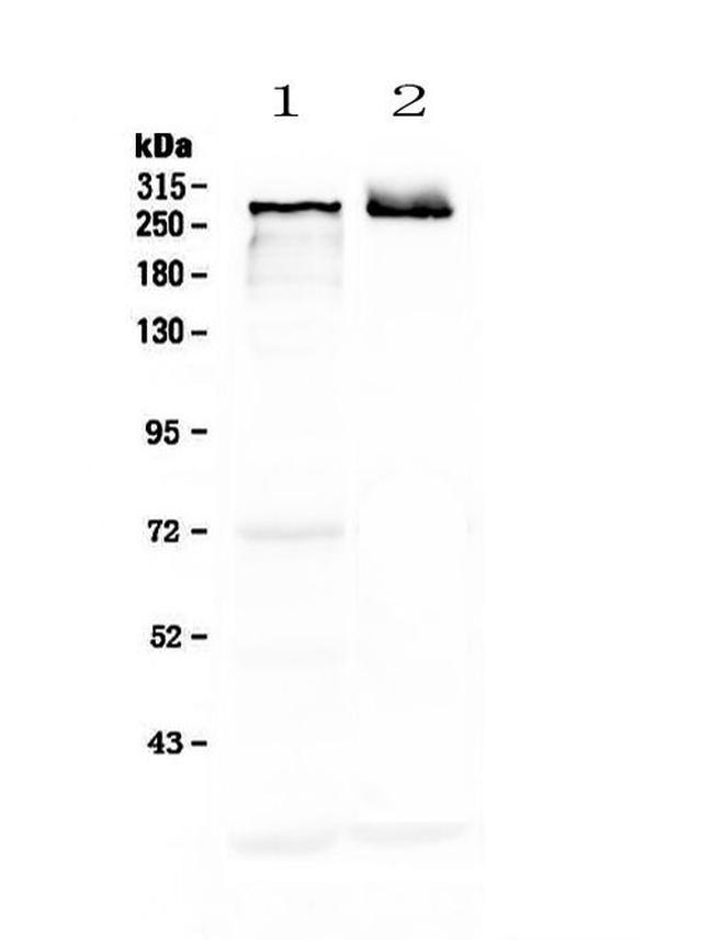 MAP2 Antibody in Western Blot (WB)