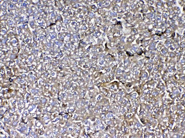 MBL2 Antibody in Immunohistochemistry (Paraffin) (IHC (P))