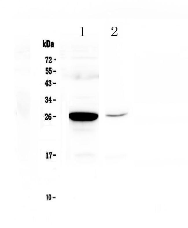 MBL2 Antibody in Western Blot (WB)