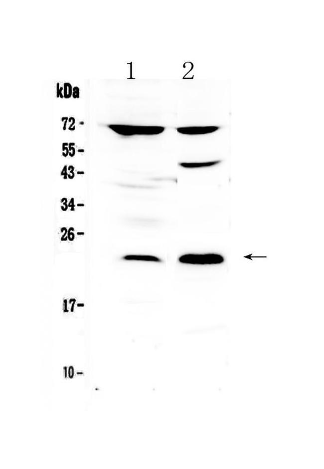 TRFP Antibody in Western Blot (WB)