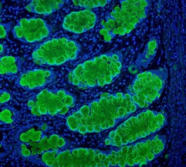 MUC2 Antibody in Immunohistochemistry (Paraffin) (IHC (P))