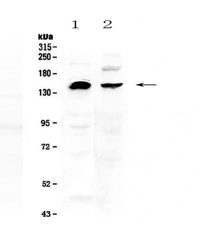 NEDD4 Antibody in Western Blot (WB)