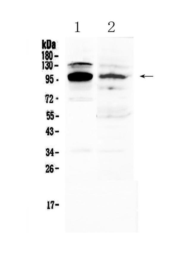 NFATC1 Antibody in Western Blot (WB)