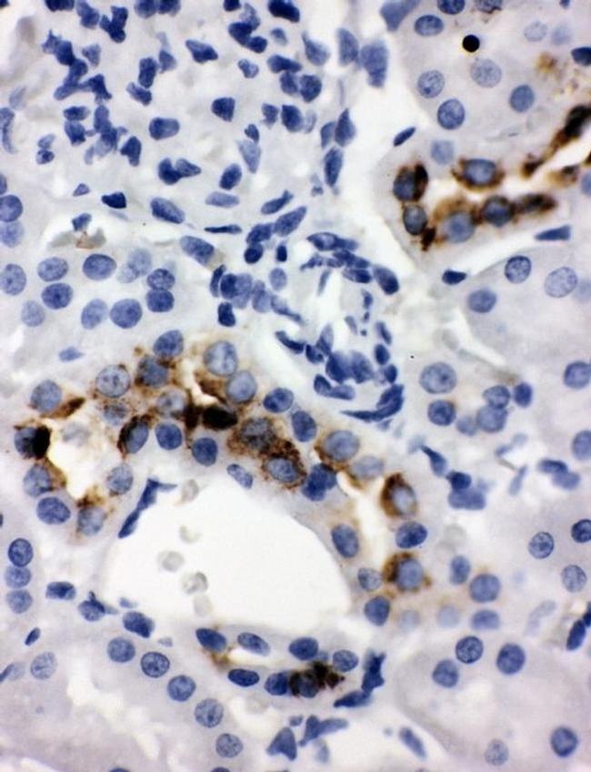 Kallikrein 1 Antibody in Immunohistochemistry (Paraffin) (IHC (P))