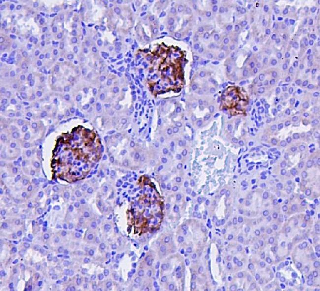 Podocin Antibody in Immunohistochemistry (Paraffin) (IHC (P))