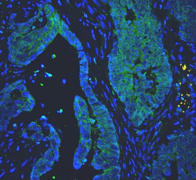 PC1/3 Antibody in Immunohistochemistry (Paraffin) (IHC (P))