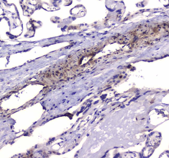 PDE4D Antibody in Immunohistochemistry (Paraffin) (IHC (P))