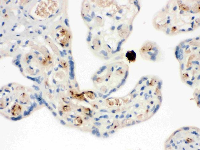 PPBP Antibody in Immunohistochemistry (Paraffin) (IHC (P))