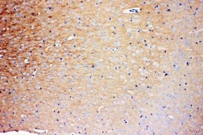 PrP Antibody in Immunohistochemistry (Paraffin) (IHC (P))