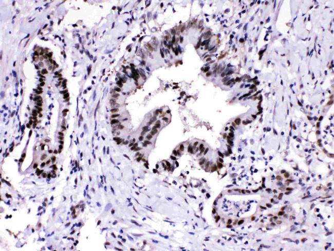 PSMA3 Antibody in Immunohistochemistry (Paraffin) (IHC (P))