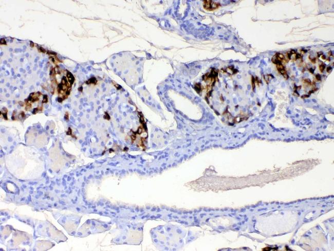 RBP4 Antibody in Immunohistochemistry (Paraffin) (IHC (P))