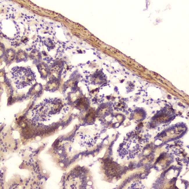 RNASE3 Antibody in Immunohistochemistry (Paraffin) (IHC (P))