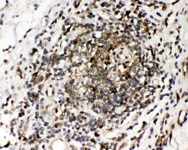 RNH1 Antibody in Immunohistochemistry (Paraffin) (IHC (P))