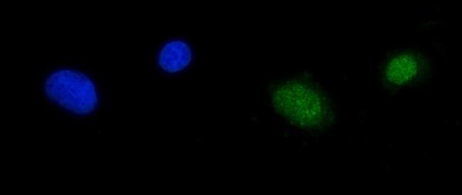 RPA70 Antibody in Immunocytochemistry (ICC/IF)