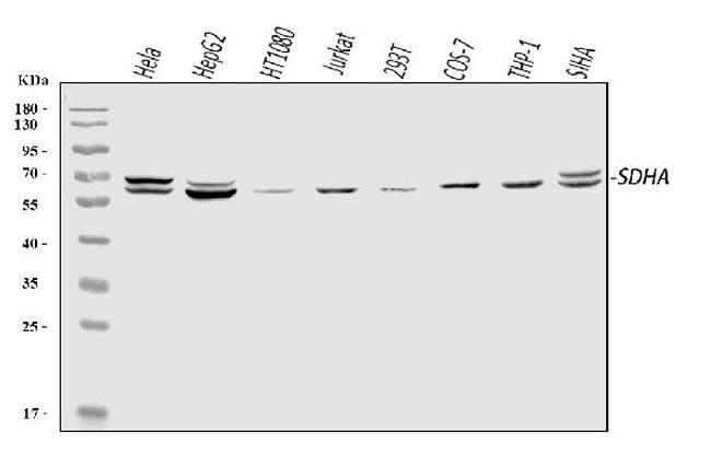 SDHA Antibody in Western Blot (WB)