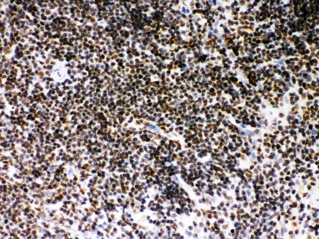 SIRT7 Antibody in Immunohistochemistry (Paraffin) (IHC (P))