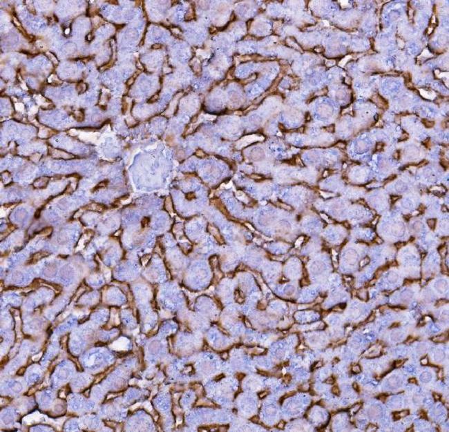 NTCP Antibody in Immunohistochemistry (Paraffin) (IHC (P))