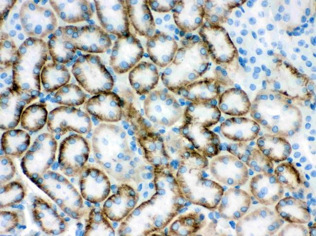 SLC22A2 Antibody in Immunohistochemistry (Paraffin) (IHC (P))