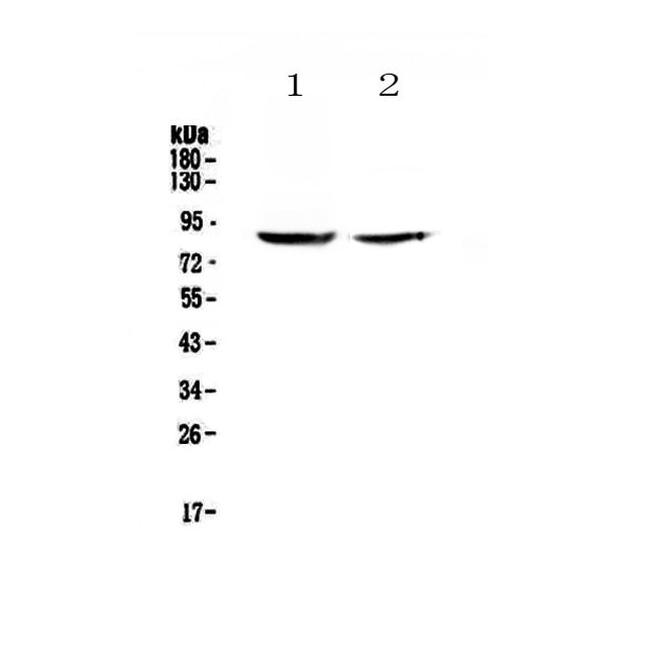 SLC26A4 Antibody in Western Blot (WB)