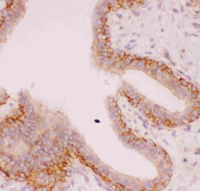 Nhe-1 Antibody in Immunohistochemistry (Paraffin) (IHC (P))