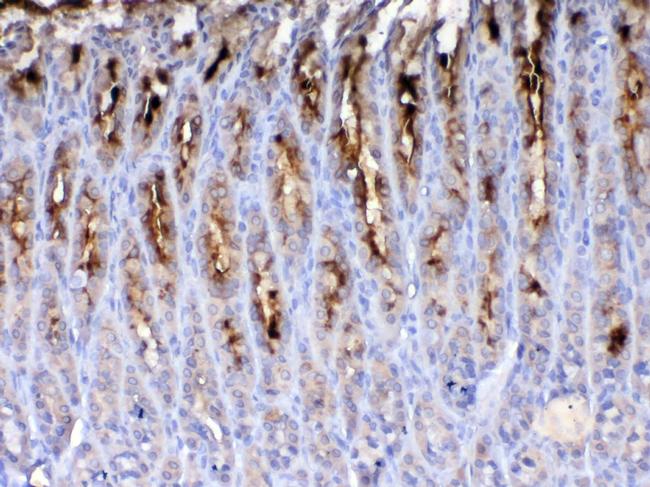 TFF2 Antibody in Immunohistochemistry (Paraffin) (IHC (P))