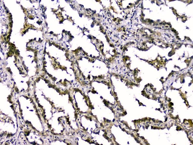 TGF beta-2 Antibody in Immunohistochemistry (Paraffin) (IHC (P))