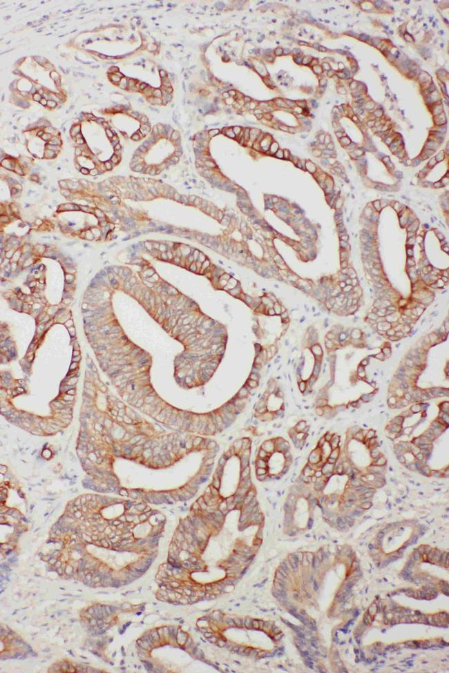 TNFAIP8L3 Antibody in Immunohistochemistry (Paraffin) (IHC (P))