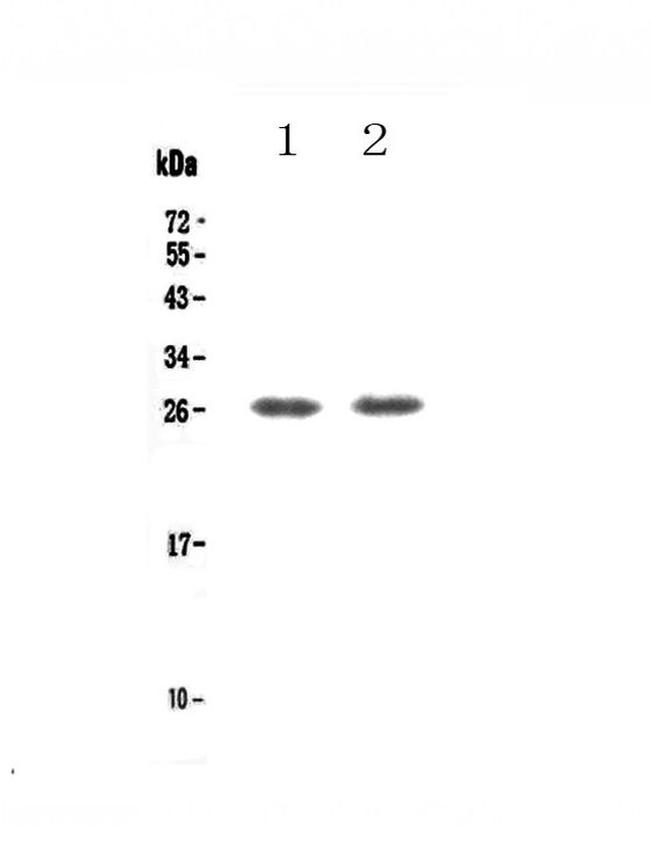 GITR (TNFRSF18) Antibody in Western Blot (WB)