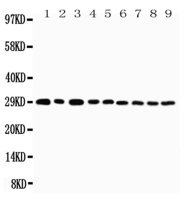 OX40 (CD134) Antibody in Western Blot (WB)