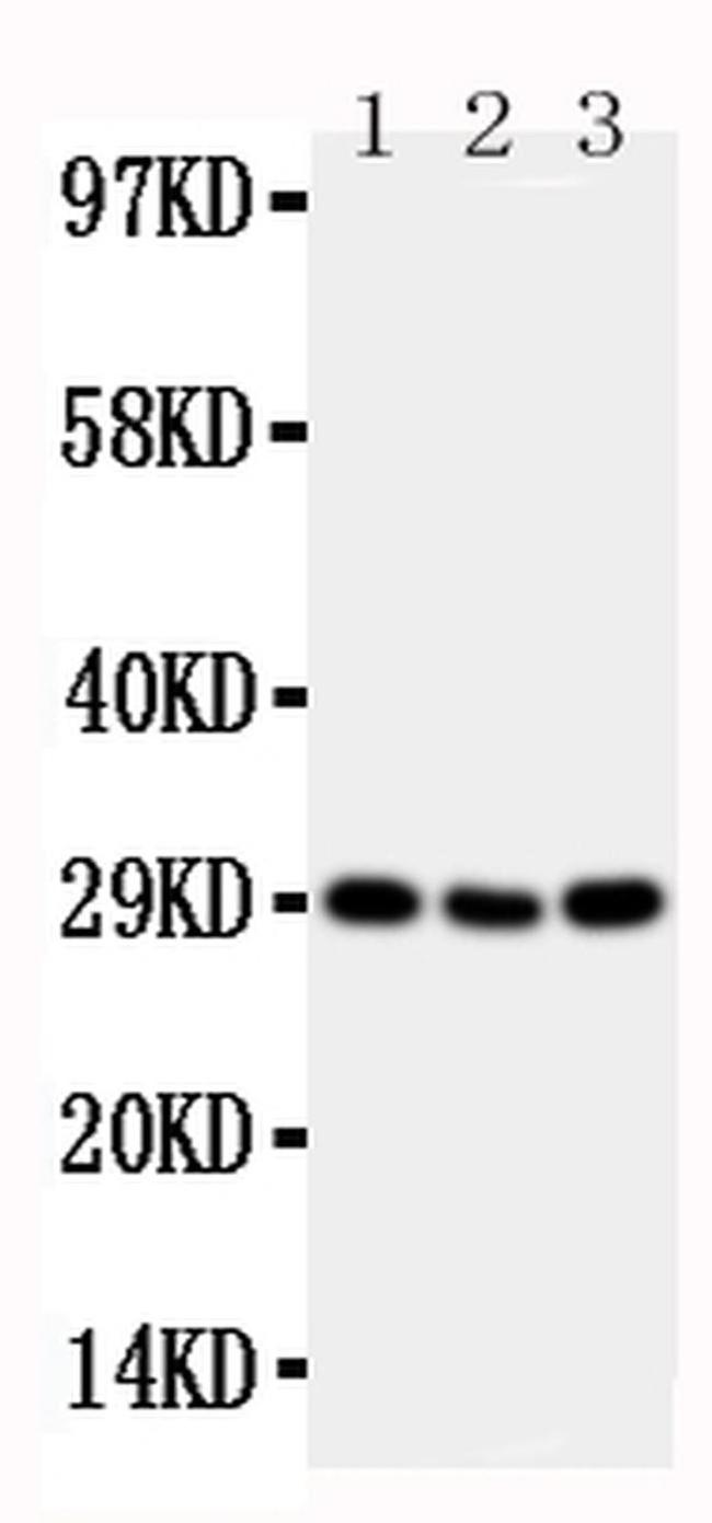 OX40 (CD134) Antibody in Western Blot (WB)